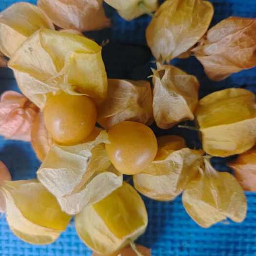 蛟河市蛟河黄金豆菇娘
