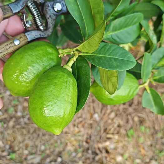 钦州自家种的20亩广东香水柠檬统果2.5元一斤，现摘现卖！有些许