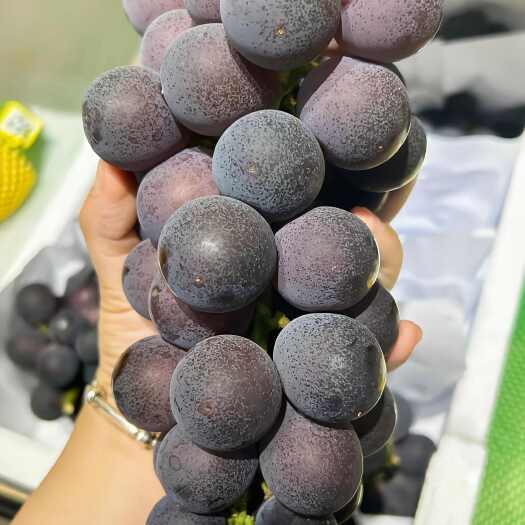甬优一号葡萄苗  藤稔芽变葡萄苗 稳产大颗粒品种