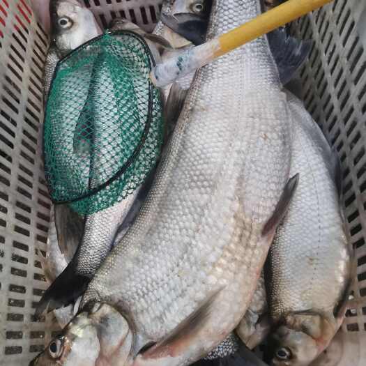 响水县翘嘴红鲌