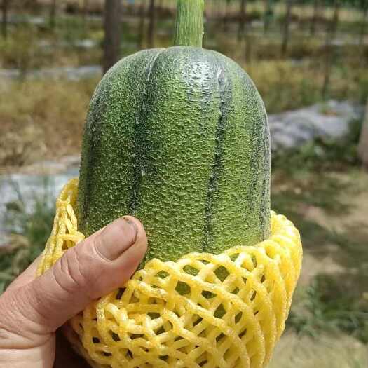 南平苹果丝瓜 苹果丝瓜 新鲜肉丝瓜 短棒圆丝瓜福建