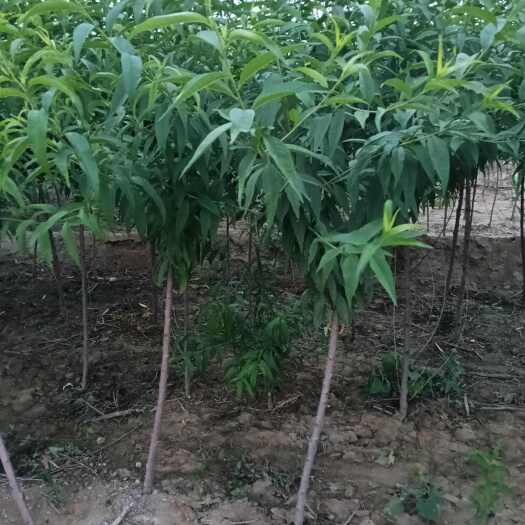 泰安毛桃