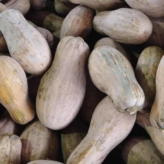 新鲜现摘蜜本南瓜，农家自种老南瓜，当季新鲜蔬菜批发