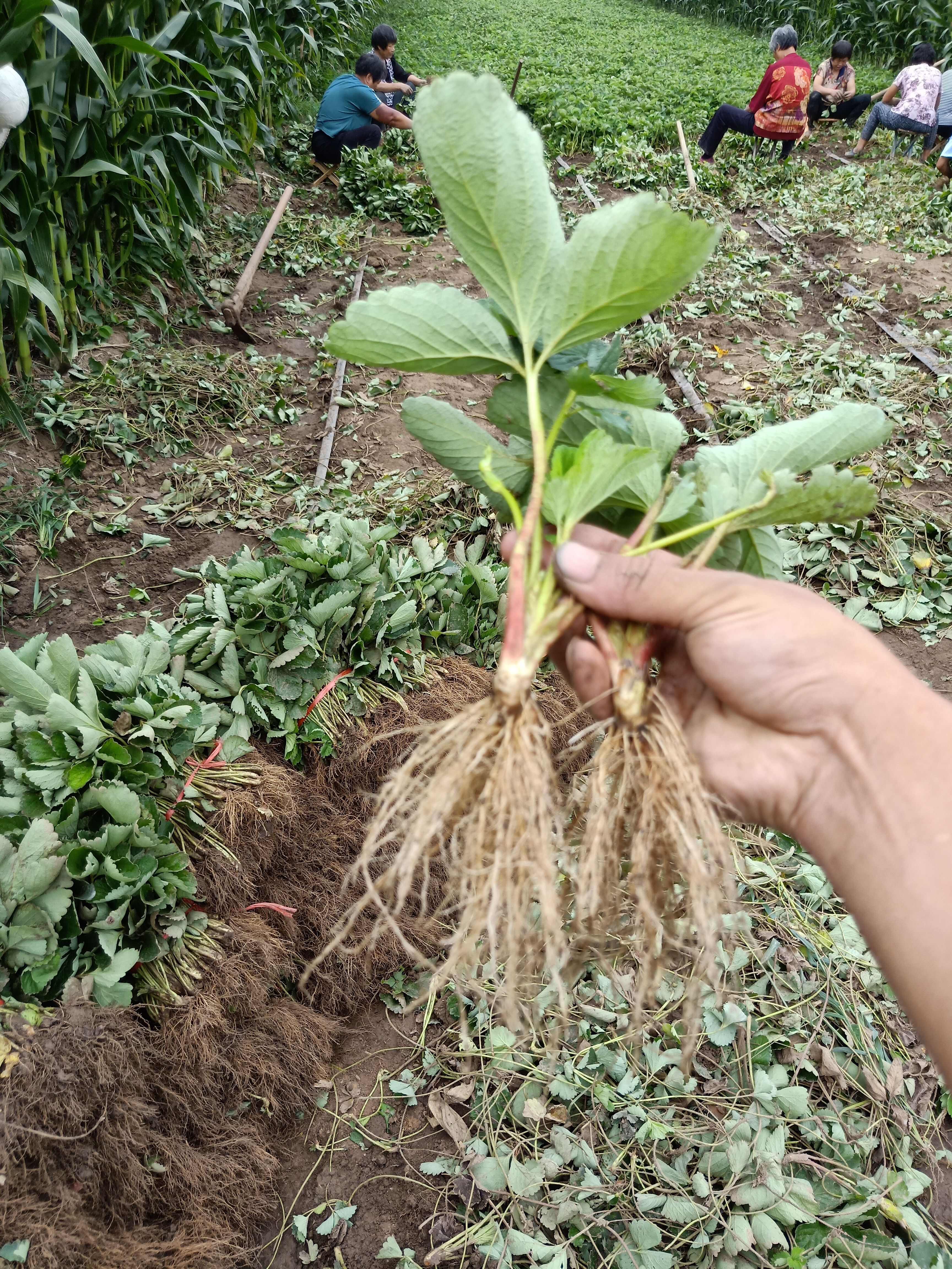 妙香草莓苗 硬果抗病草莓品种 妙香七号矮壮苗 无病害