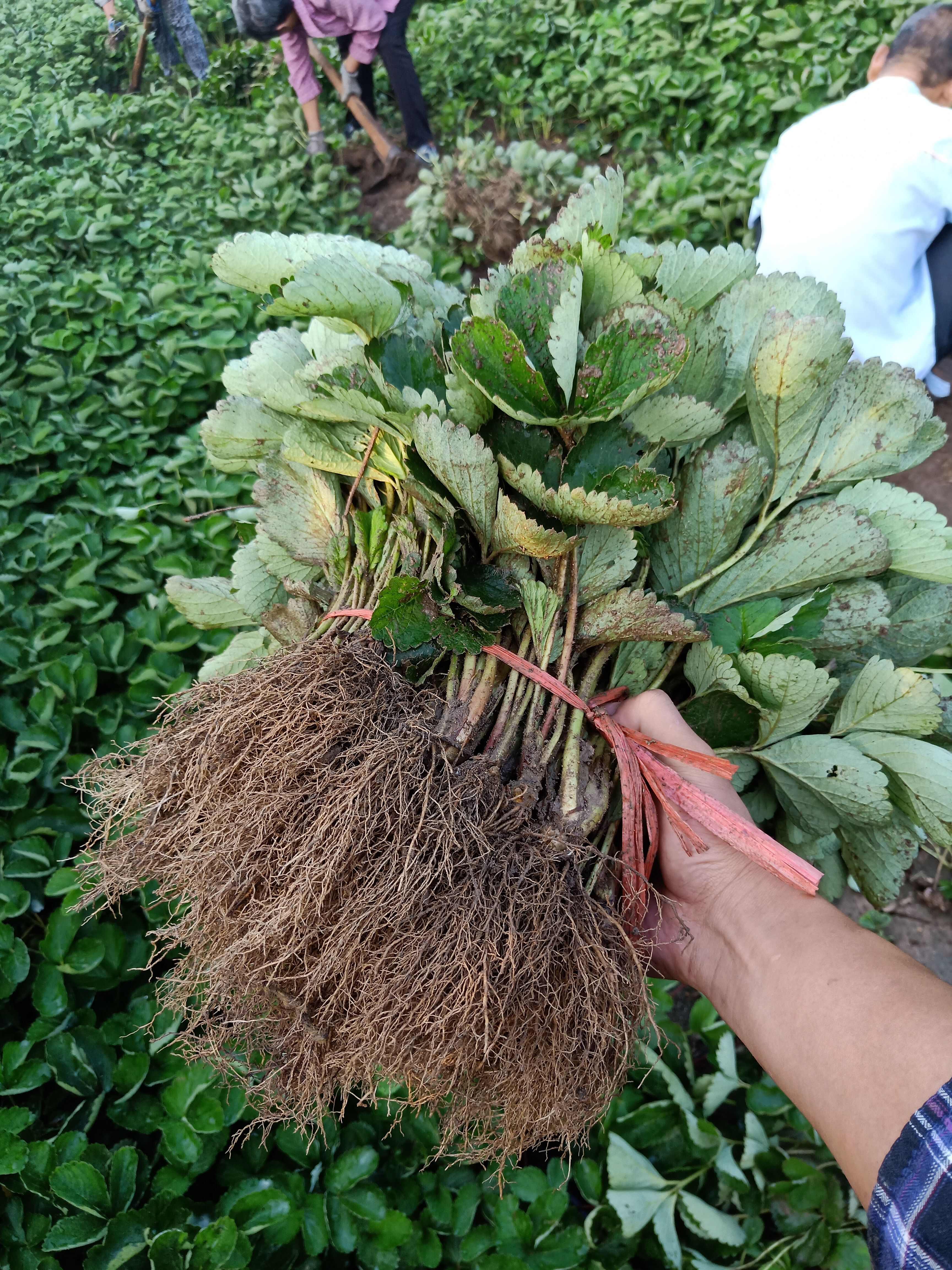 妙香草莓苗 硬果抗病草莓品种 妙香七号矮壮苗 无病害