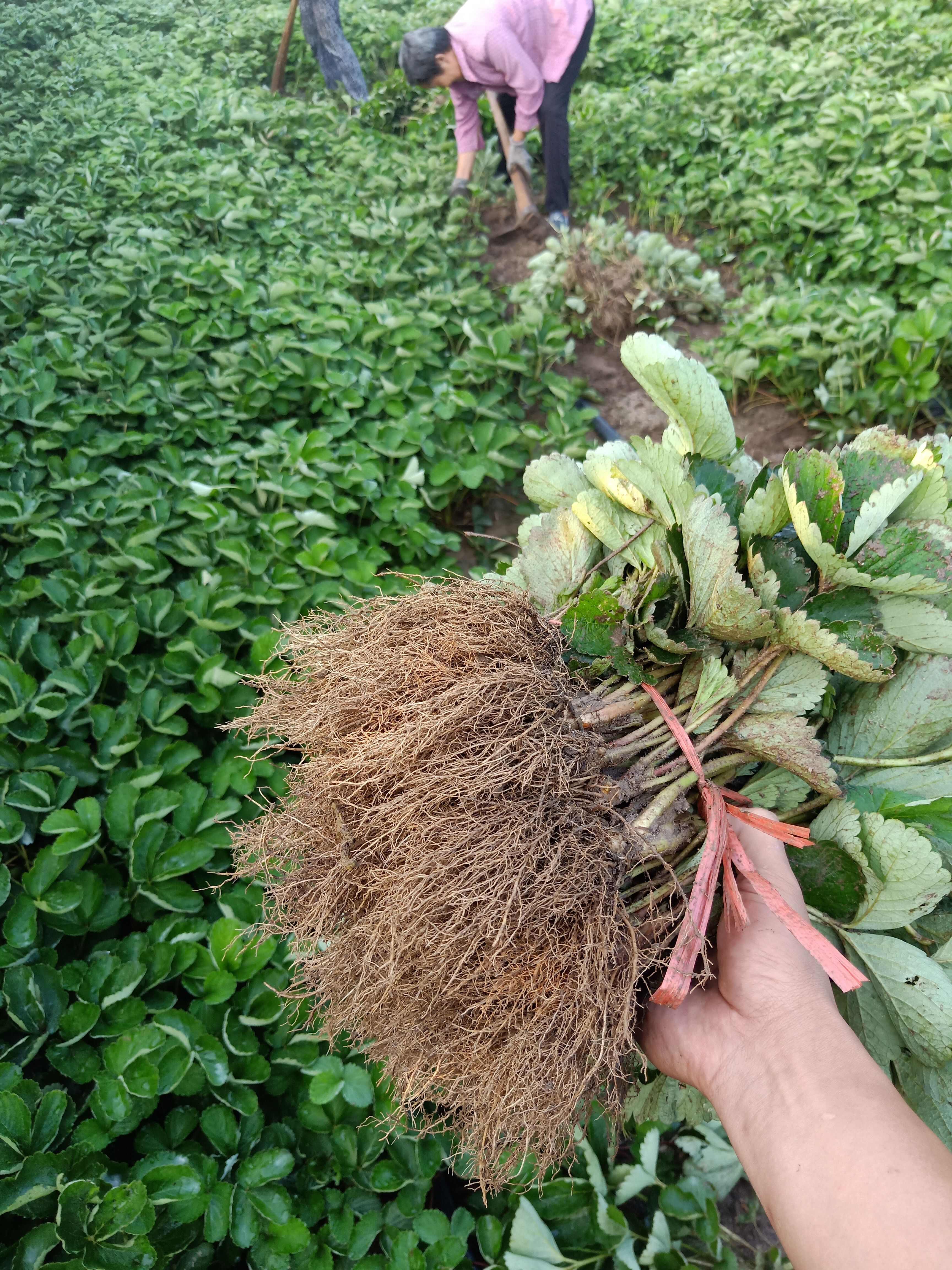 妙香草莓苗 硬果抗病草莓品种 妙香七号矮壮苗 无病害