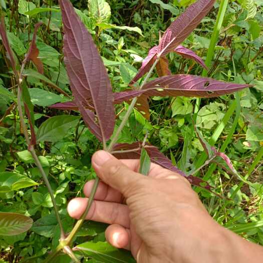重庆市牛膝