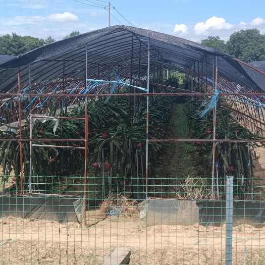 九江金都火龙果新鲜水果热带风味江西九江柴桑区直发
