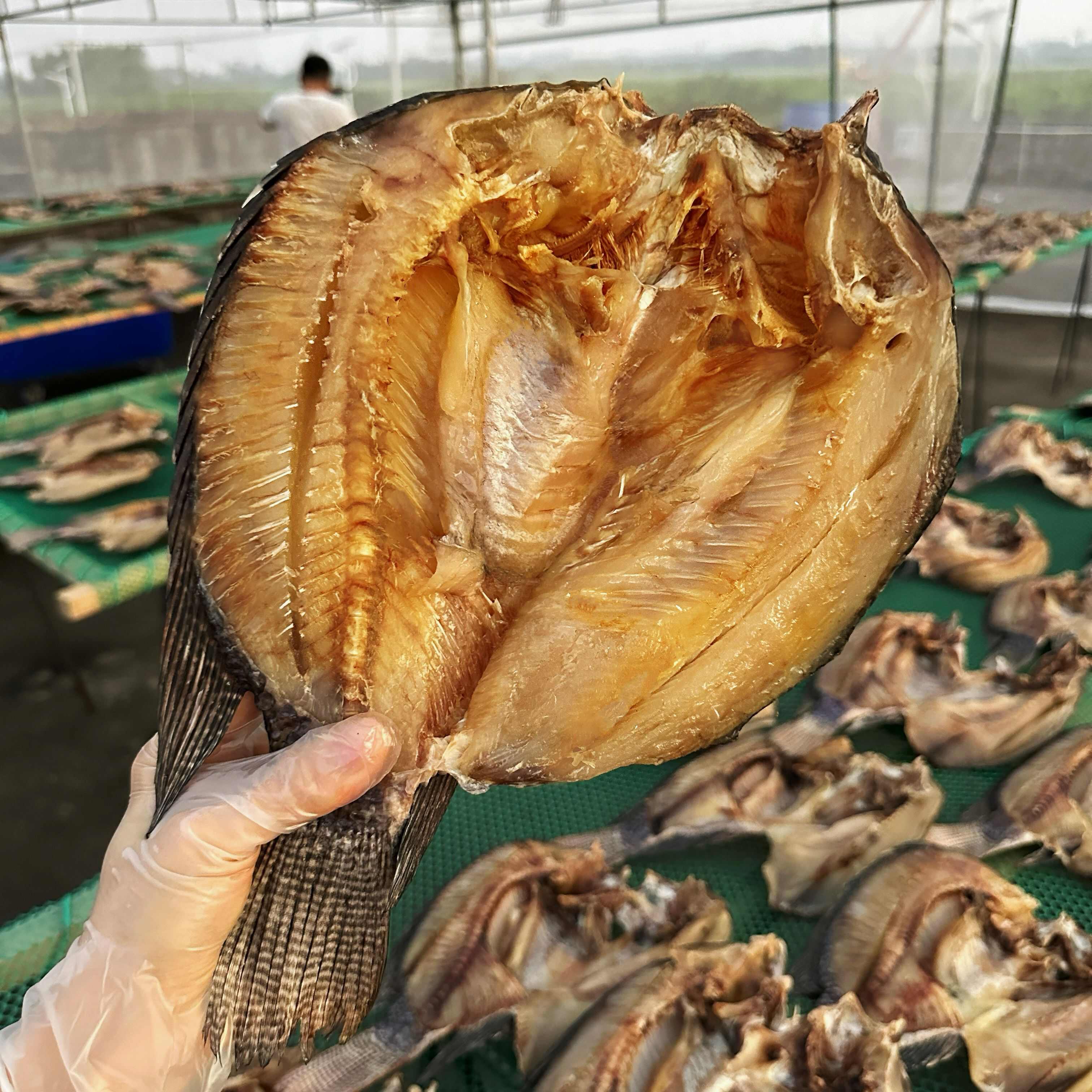 遂溪县自家晒  咸淡水罗非鱼王