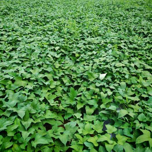 余庆县绿色无公害红皮红肉红薯