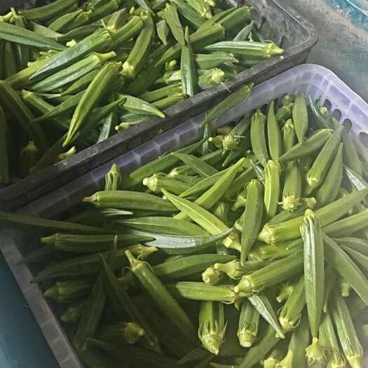 金乡县水果秋葵