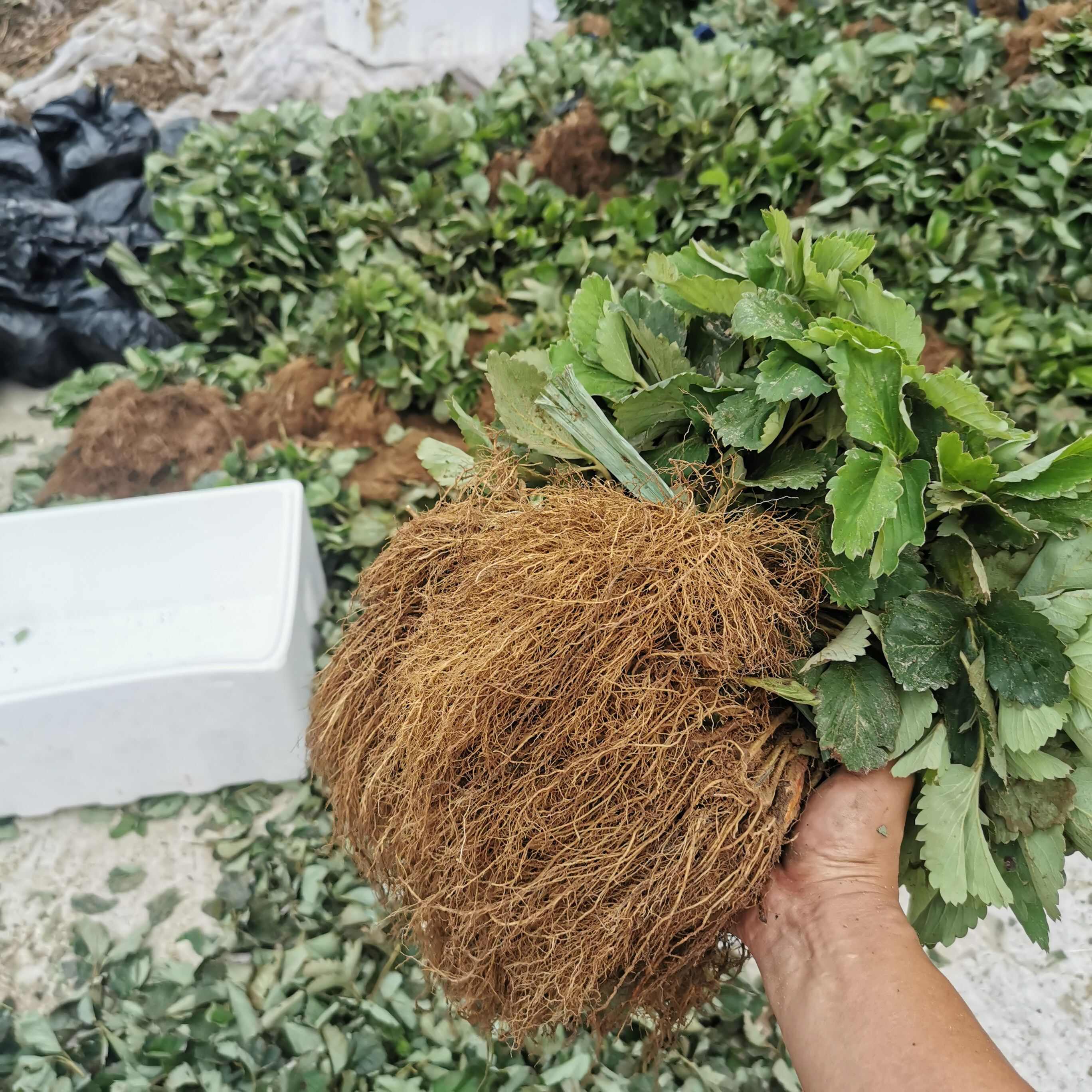 妙香草莓苗 硬果抗病草莓品种 妙香七号矮壮苗 无病害