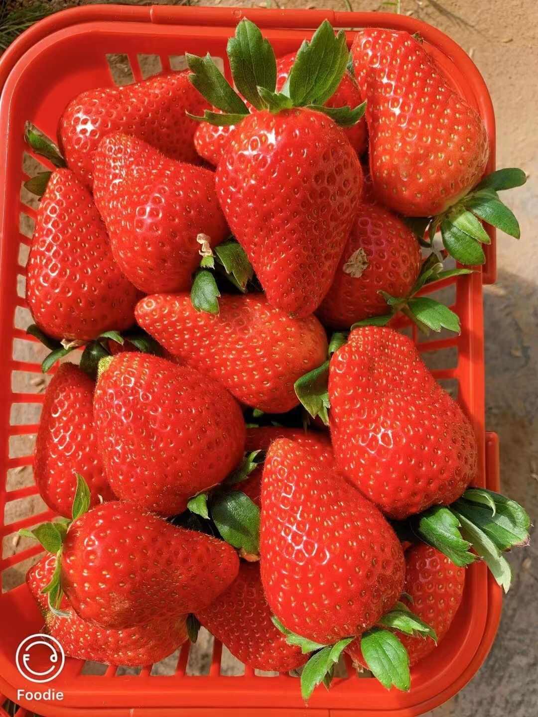 妙香草莓苗 硬果抗病草莓品种 妙香七号矮壮苗 无病害