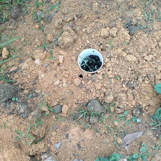 钦州长期供应水洗无硫屎壳郎干货和成虫种苗