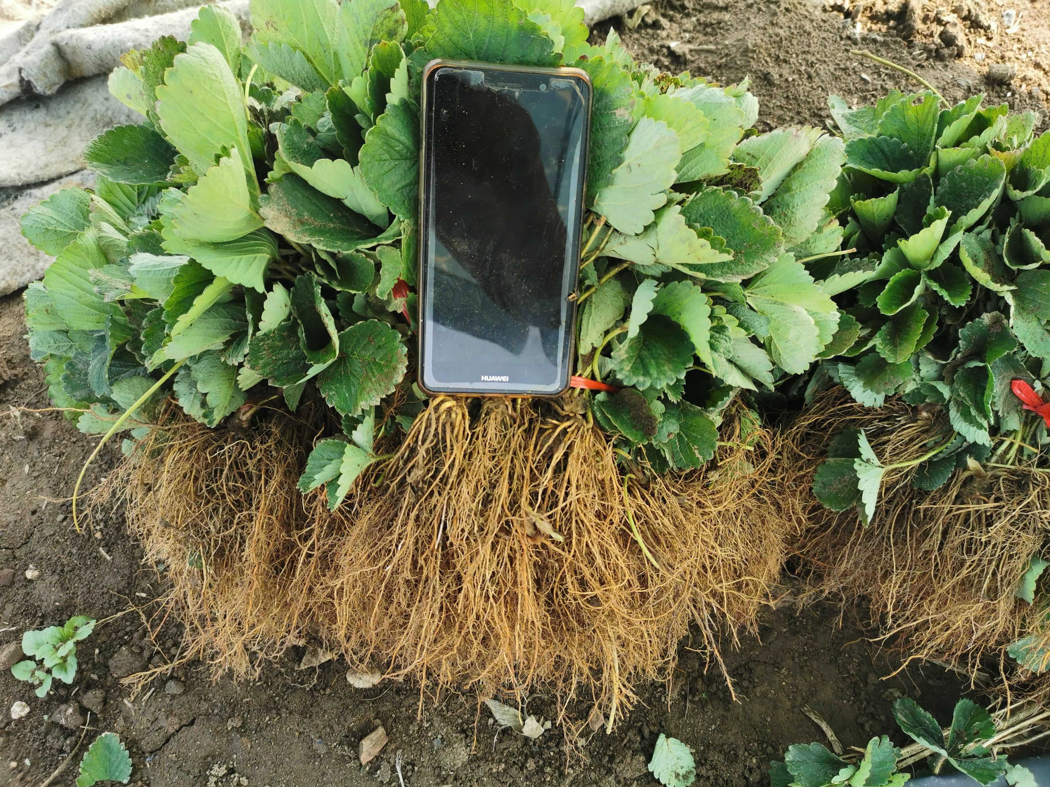 妙香草莓苗 硬果抗病草莓品种 妙香七号矮壮苗 无病害