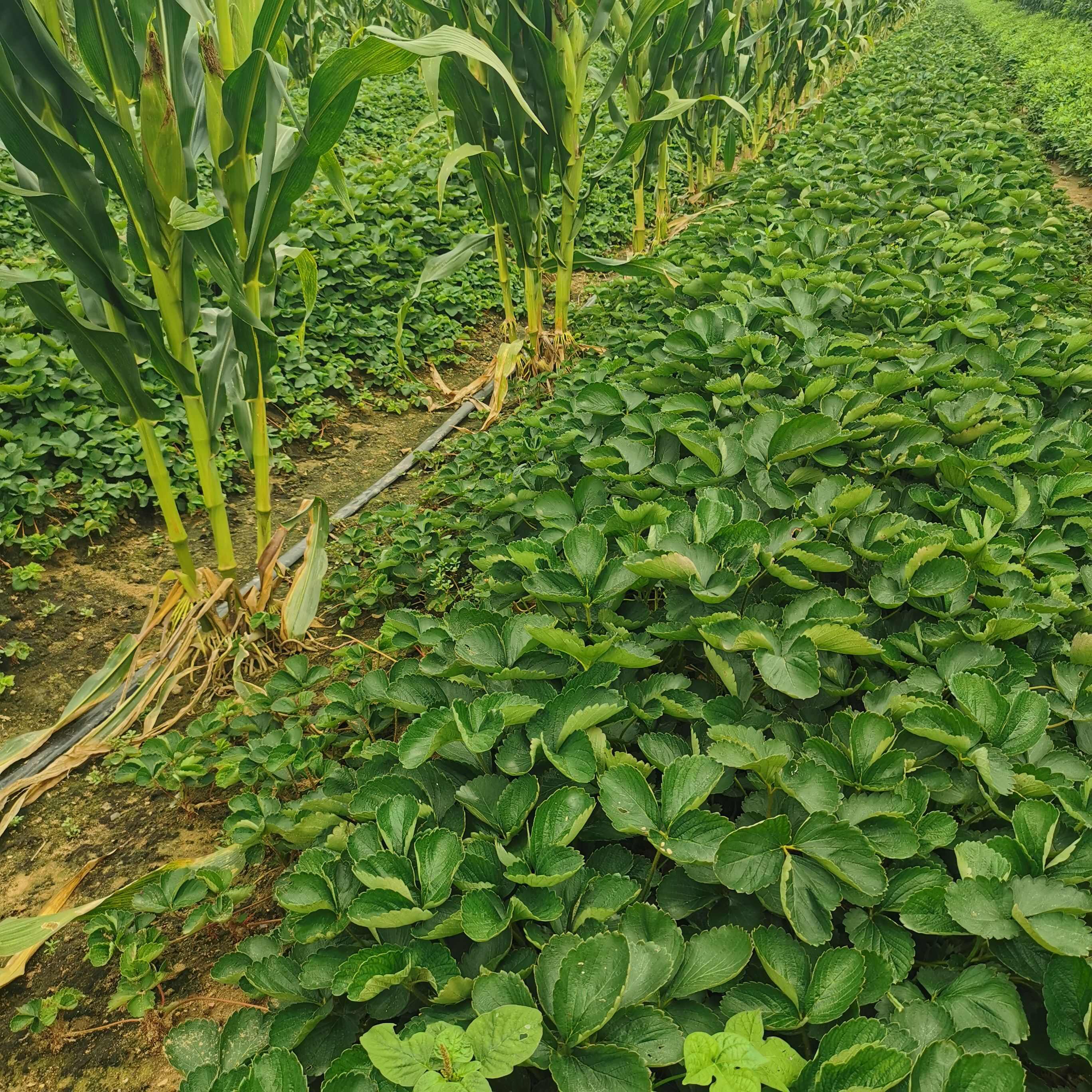 妙香草莓苗 硬果抗病草莓品种 妙香七号矮壮苗 无病害