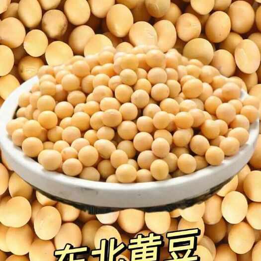 宝清县东北非转基因黄豆