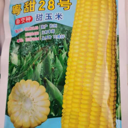 南阳双国审粤甜28泰美甜3号水果甜玉米种子