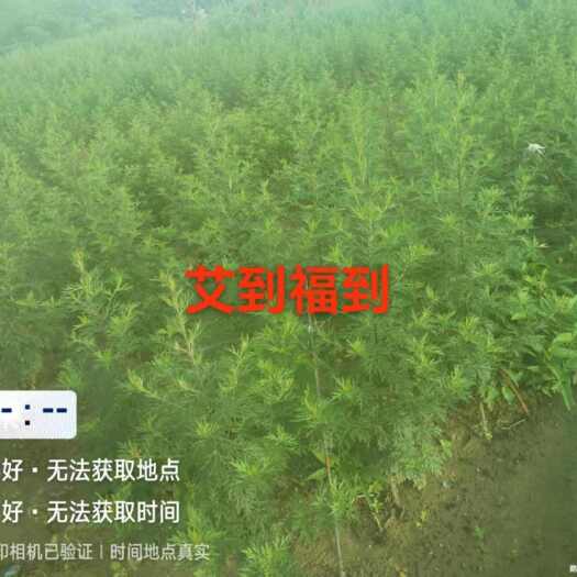 博罗县甜艾