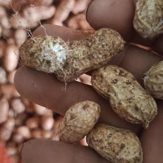 耒阳市各位老板好，白米花生，白沙果，大量鲜花生上市了