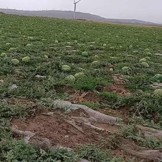 景泰县产自景泰县旱砂田西瓜产区，自然成熟、价格实惠、品质保证。