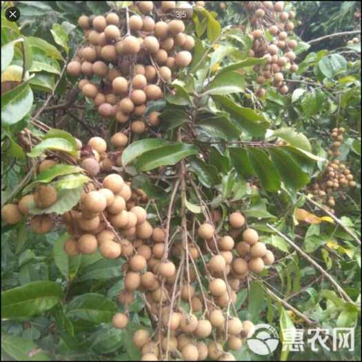 广东惠州龙眼果园批发需要私聊