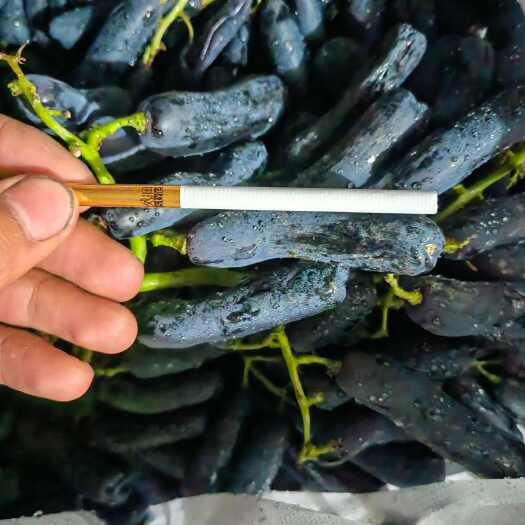 蓝宝石希拉果葡萄干原料