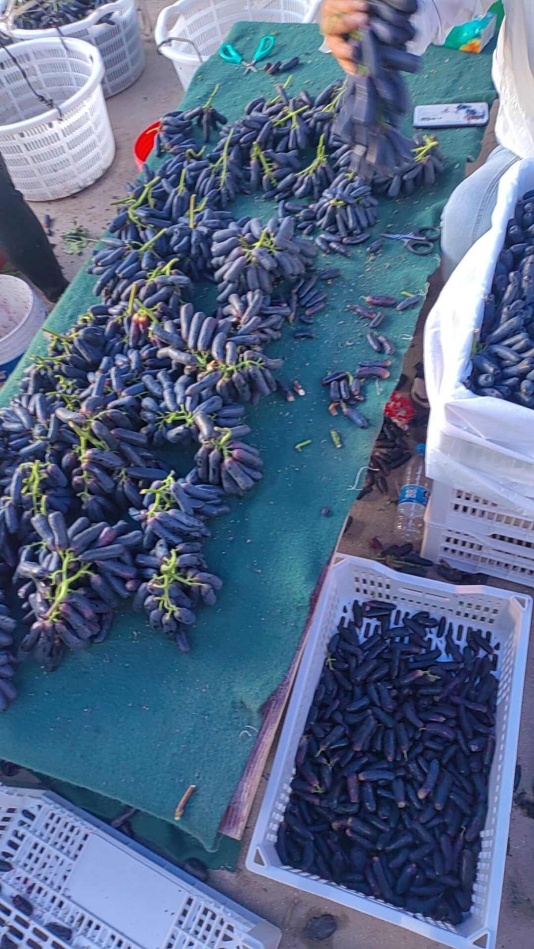 蓝宝石希拉果葡萄干原料