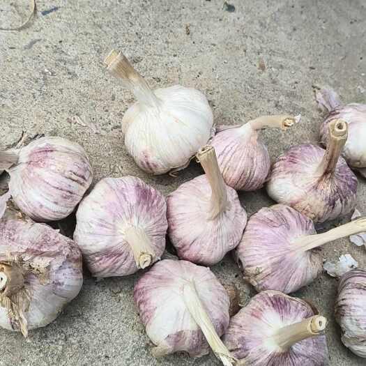 杞县紫皮蒜。40~50的2.4一斤