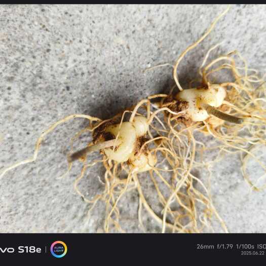 隆回县多花姜型黄精籽育苗（大基地籽育苗）