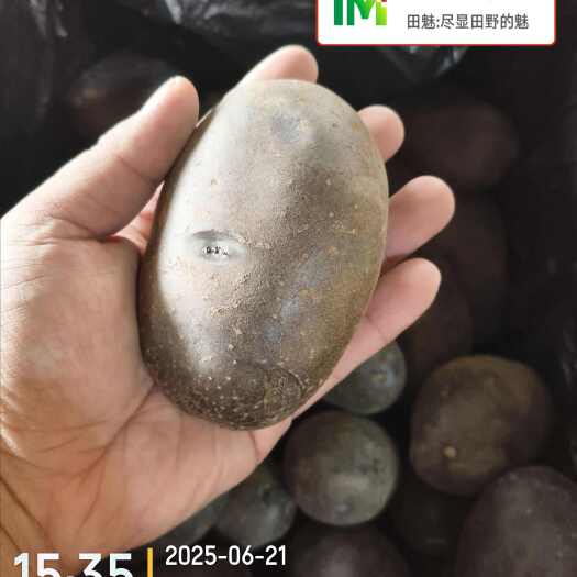 滕州市黑紫色土豆马铃薯洋芋大量供应全年无休电商市场大型基地自产自销