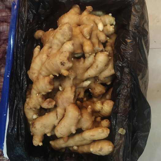 江门山东大肉姜，价格实惠，批发零售
