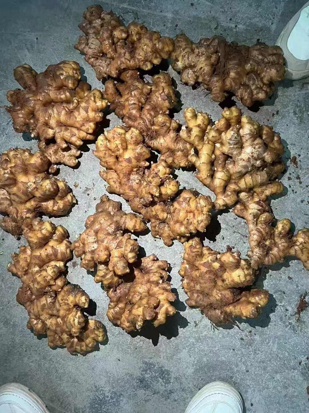 《云南小黄姜》产地直发，支持全国发货，欢迎来电洽谈合作