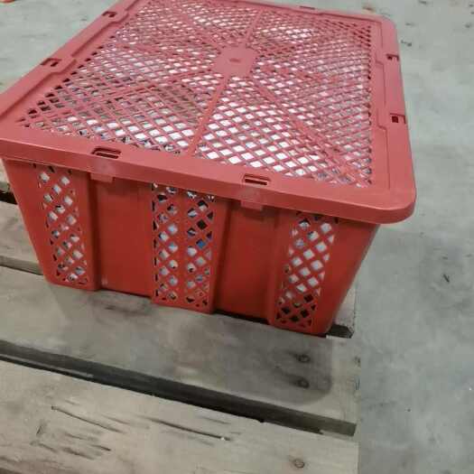 永安市美人椒，新苗
