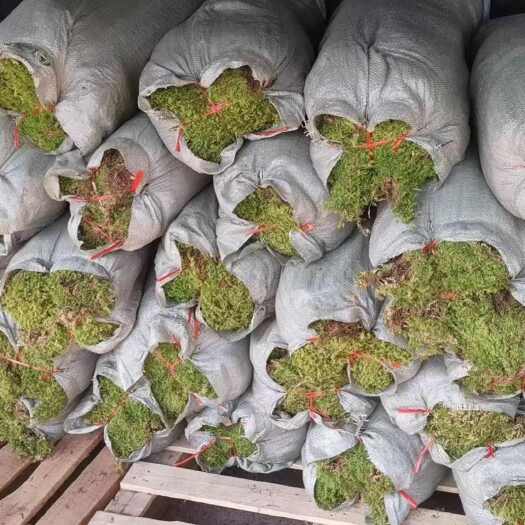 腾冲市云南腾冲青苔苗木花草水生植物苔藓大灰藓批发