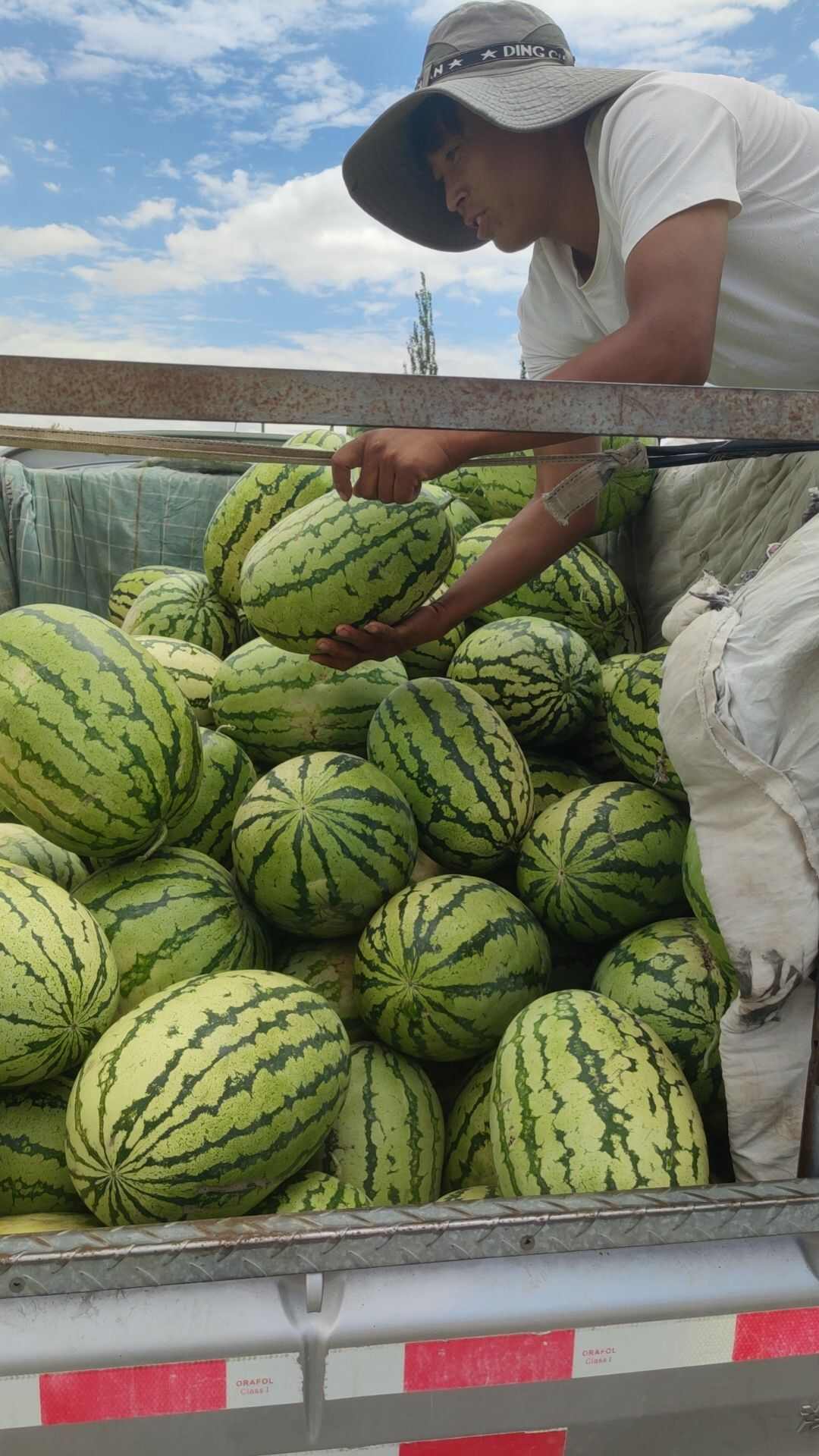 宁夏石头瓜代办宁夏硒砂瓜代办