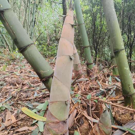英德市麻竹笋