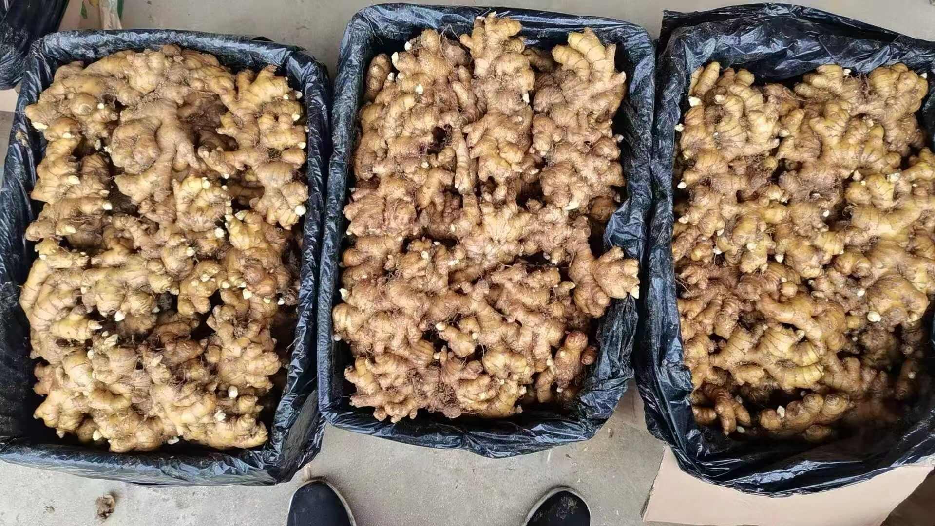 《云南小黄姜》产地直发，支持全国发货，欢迎来电洽谈合作