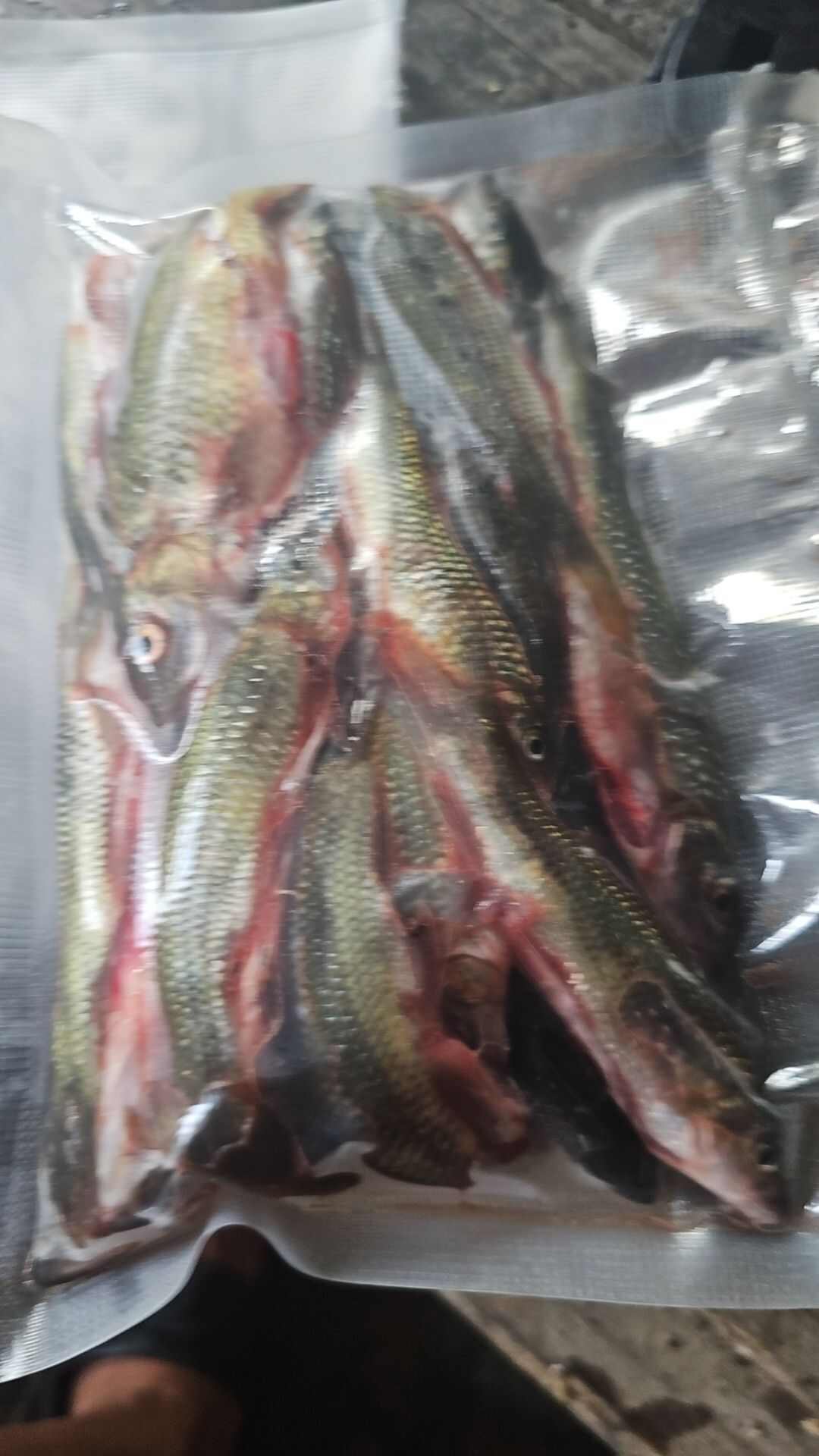 活体溪石斑，大小都有，可以现杀发货