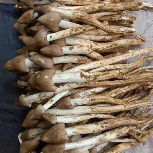 邛崃市鸡枞菌分为火把鸡枞、独把鸡枞等