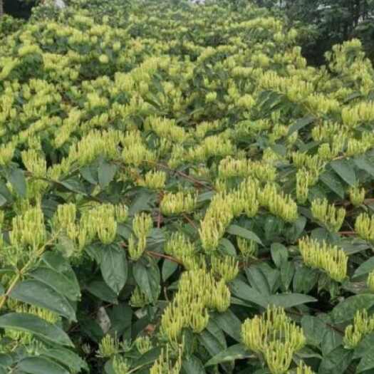 古蔺县高山金银花种植基地3000亩，无硫烘干现货，大约15万斤左右