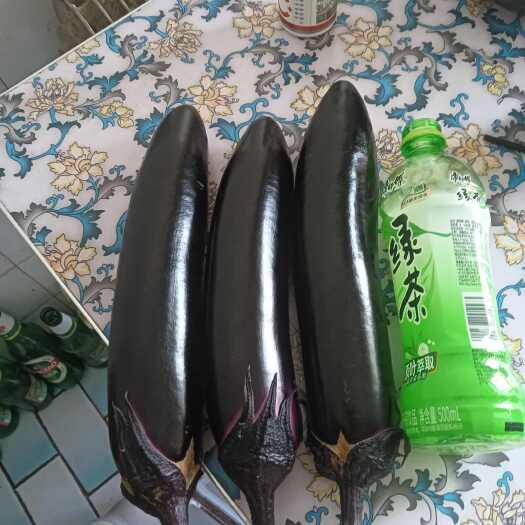宁安市东北大地茄子