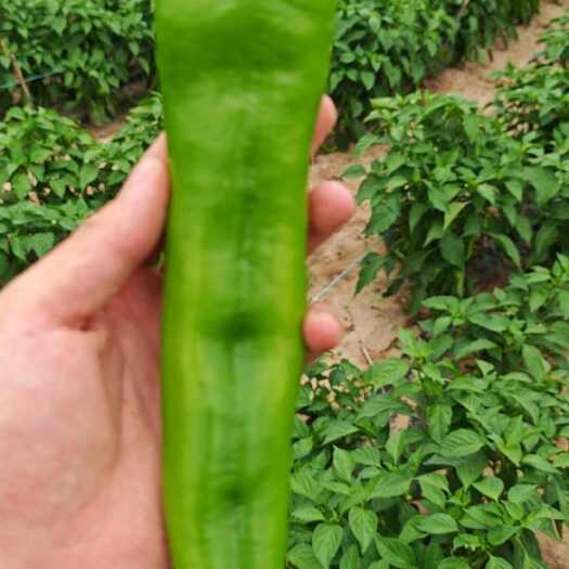 准格尔旗产地大量菜尖椒，有需求的老板可联系