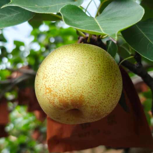 平乐县广西桂花梨 套袋果物理防虫无农残留 皮薄肉厚脆甜多汁