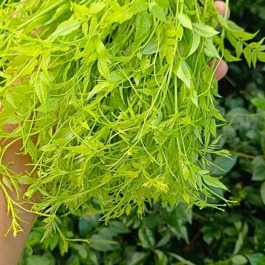 张家界长茶，牙尖莓茶