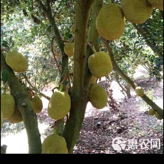 博白县博白，黄肉无胶菠萝蜜，新鲜现摘水果，当拒新鲜菠萝蜜批发