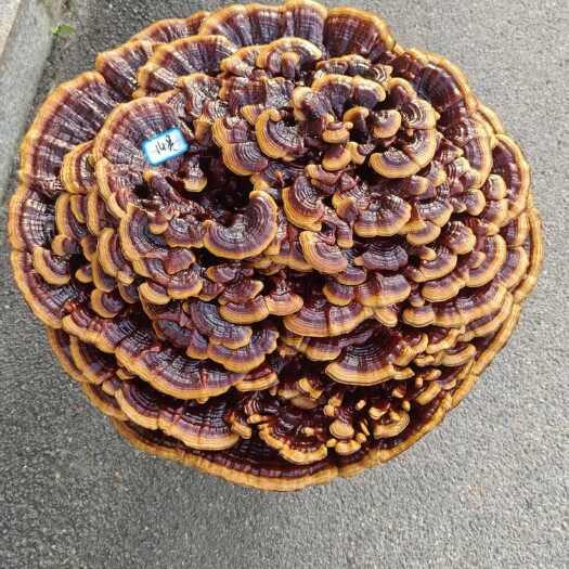 冠县源头发货特大花灵芝金边灵芝赤灵芝观赏摆件