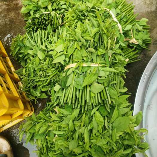 象州县树仔菜清香脆口