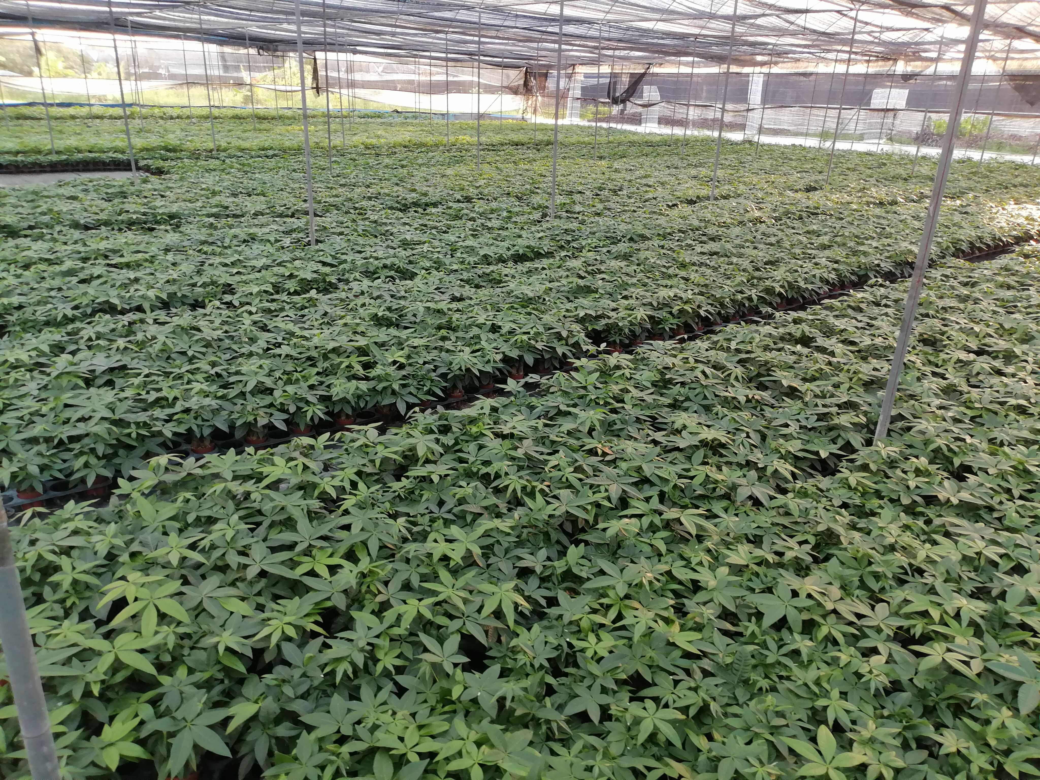 100三杆发财树苗木花草乔木盆栽 广东广州花都区发货