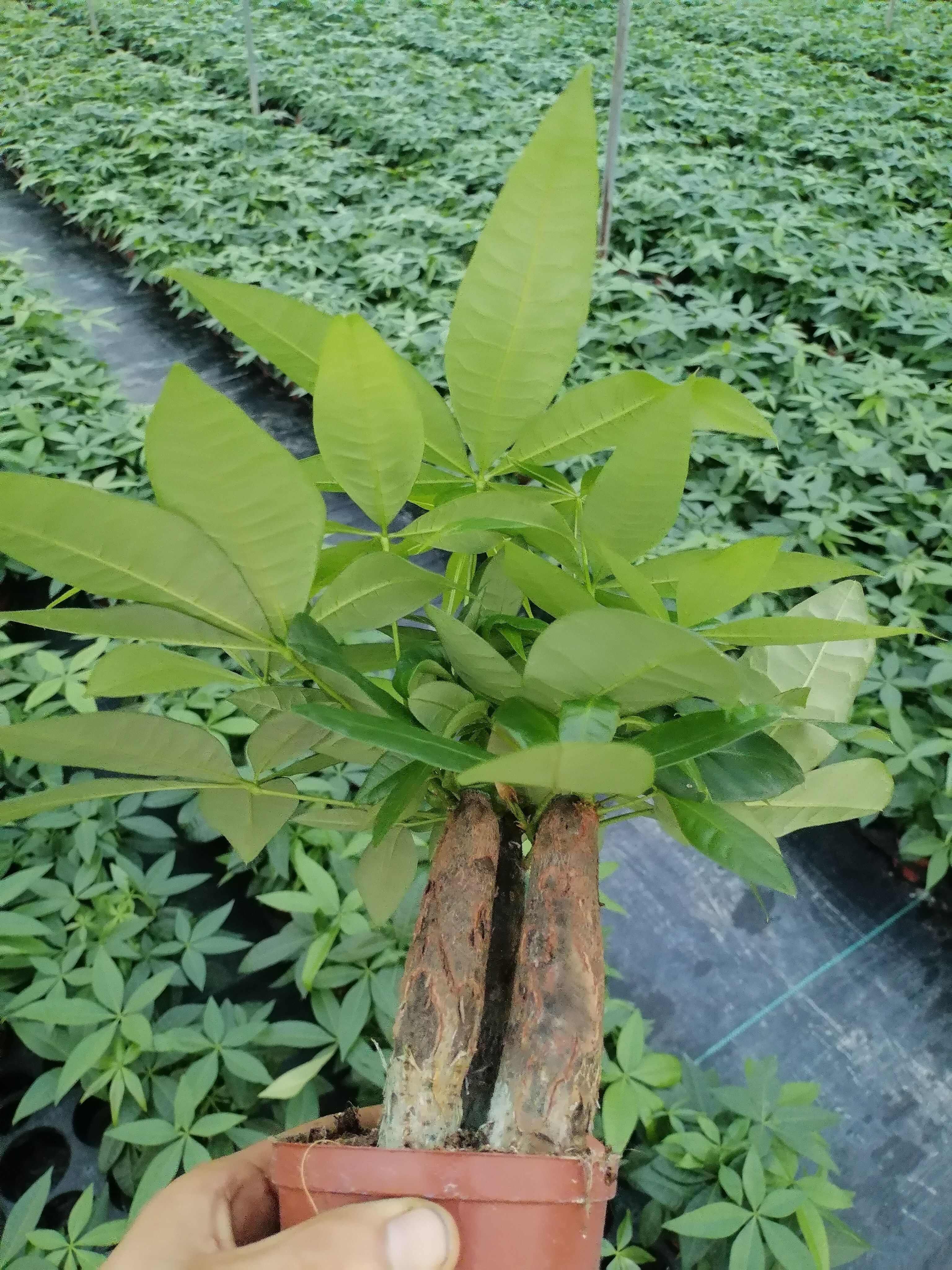 100三杆发财树苗木花草乔木盆栽 广东广州花都区发货